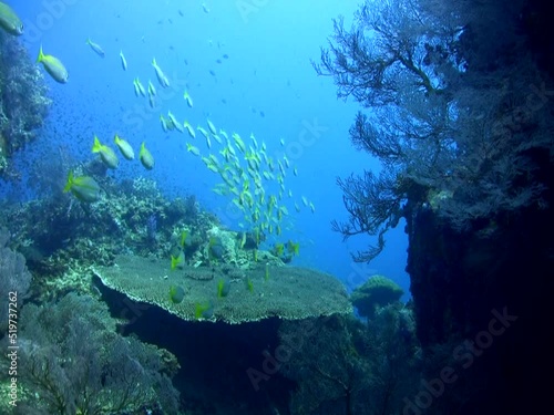 Nice underwater landscape, Tioman Island, Malaysia photo