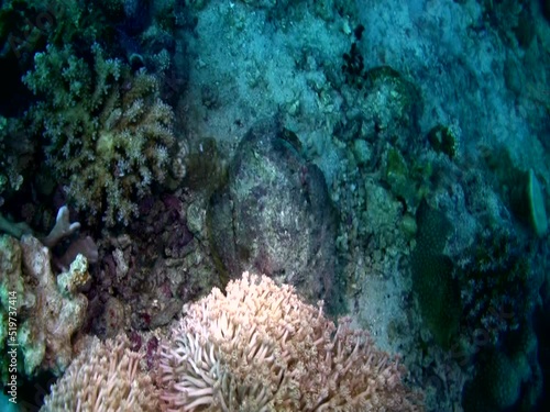 Reef stonefish (Synanceia verrucosa) walking photo