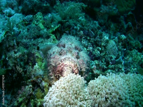 Reef stonefish (Synanceia verrucosa) walking photo