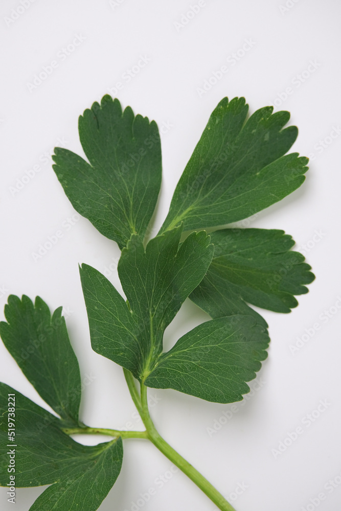 Obraz premium 방풍나물