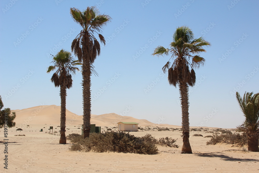 Palm trees in the Namb Desert, Namibia, Southern Africa. Palm trees in the Namb Desert, Namibia, Southern Africa.
