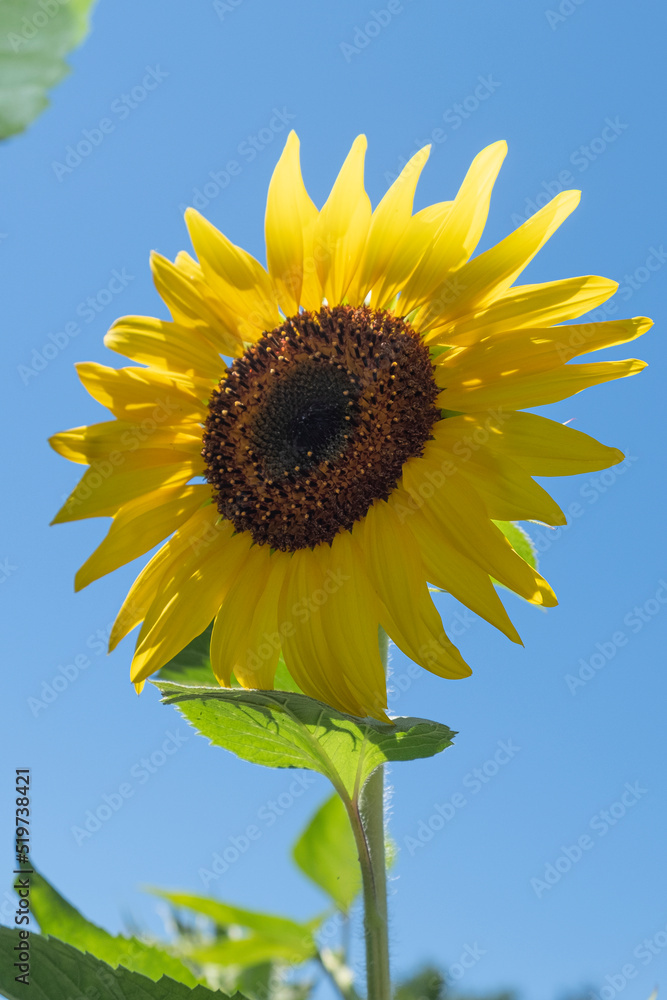 selective focus, A single isolated sunflower against a bright blue sky