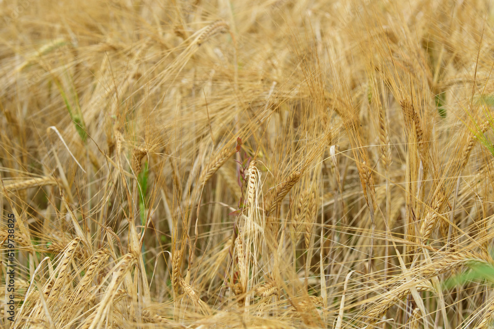 Fototapeta premium beautiful brown wheat meadow on a sunny summer day