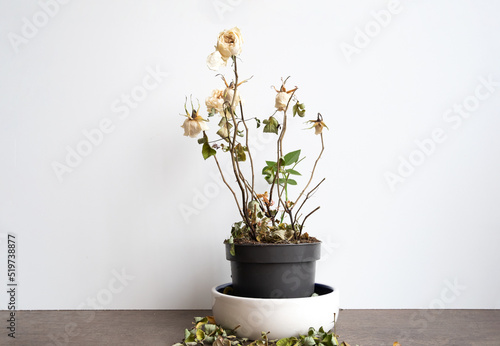 Billede på lærred Dry old dead rose flower, decorative withered homeplant in a flower pot, indoor
