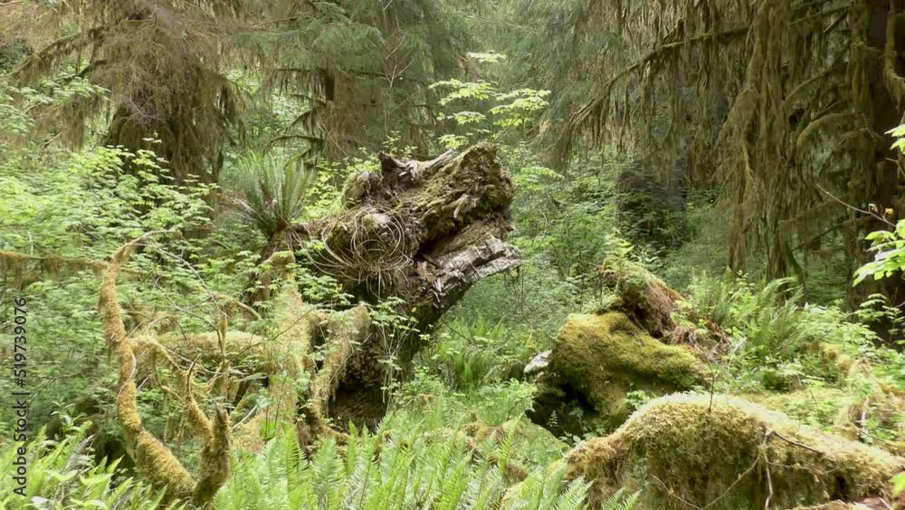 The Hall of Mosses in the Hoh rainforest, Washington The Hall of Mosses in the Hoh rainforest, Washington