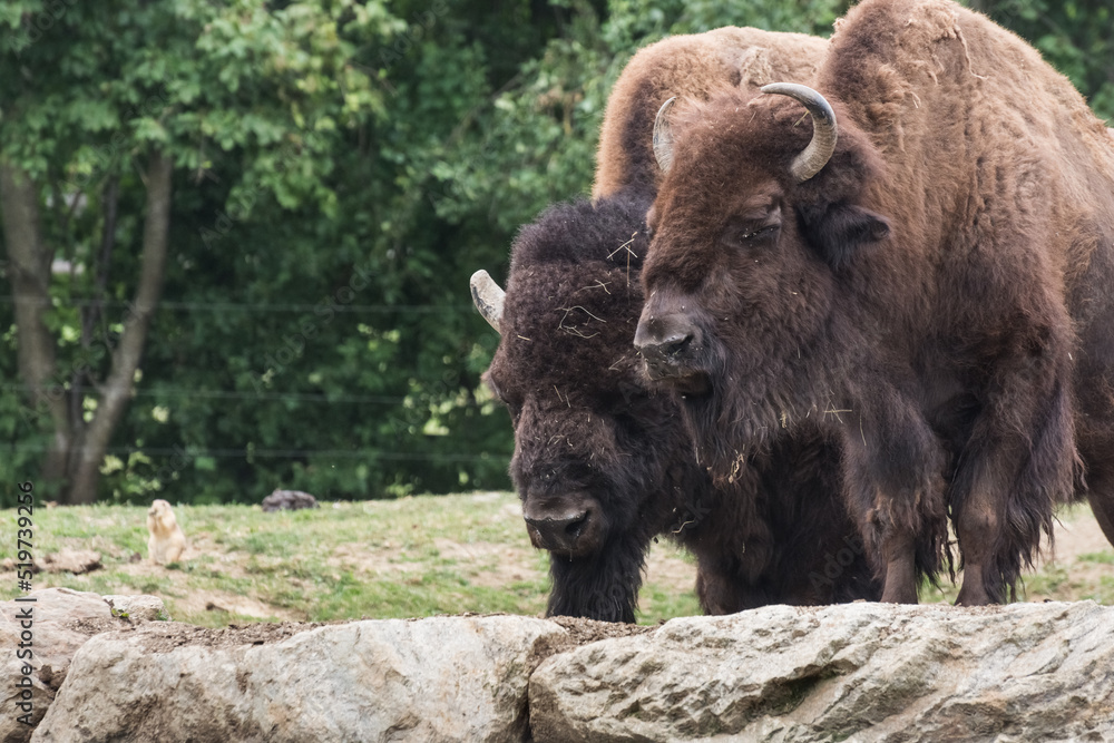 two bison standing on rocks two bison standing on rocks