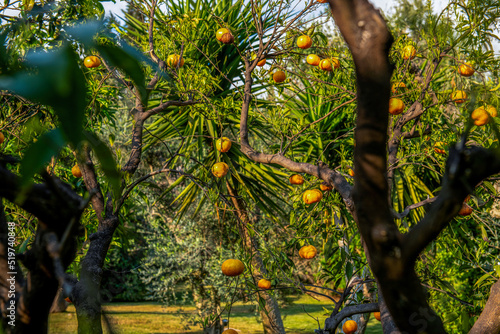 drzewo pomarańczowe rosnące w tropikalnym ogrodzie