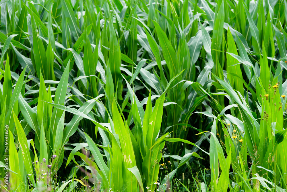 beautiful green corn in a field on a sunny day in the middle of summer beautiful green corn in a field on a sunny day in the middle of summer