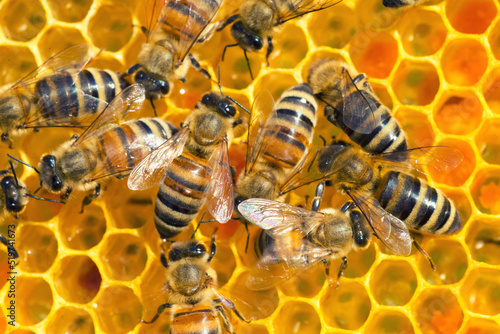 Fototapeta Naklejka Na Ścianę i Meble -  Bees working in the hive in summer