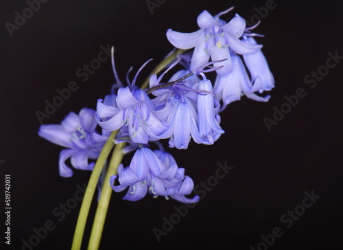 Spring bluebells, in macro, isolated on black background. Hyacinthoides non-scripta.