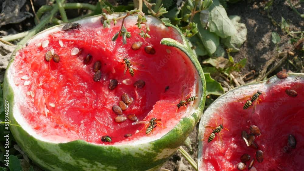 A young watermelons on a field in green foliage, burst. A ripe and