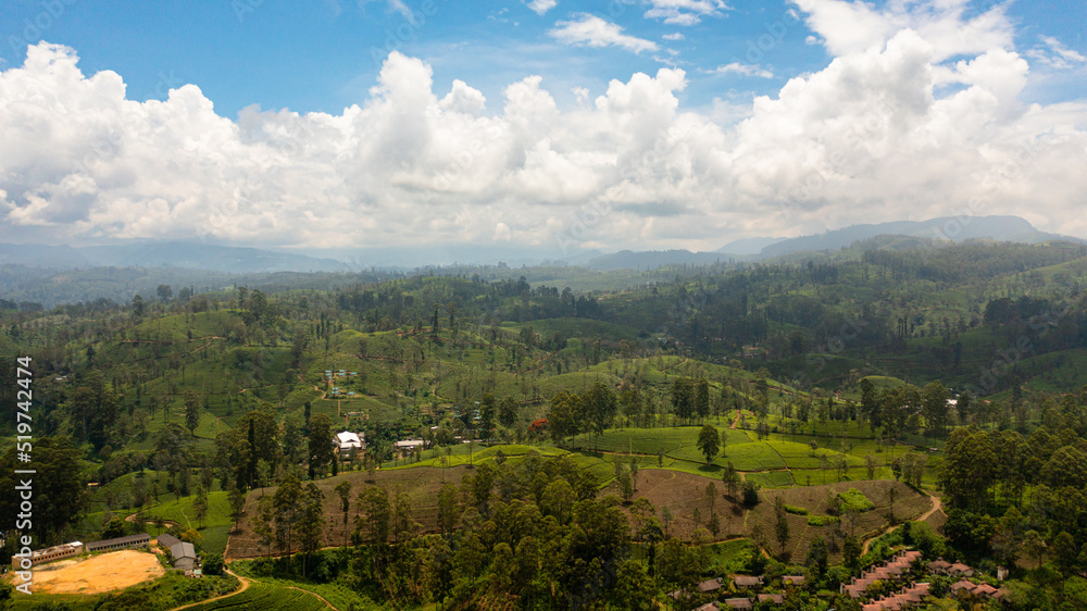 Aerial view of Tea plantations in Sri Lanka. Mountain landscape with tea estate.