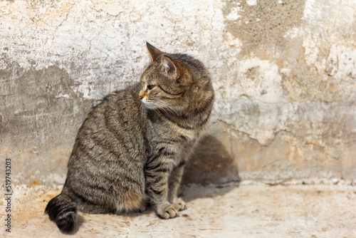 A gray cat is sitting on the street by an old concrete wall. © Елена Николаева