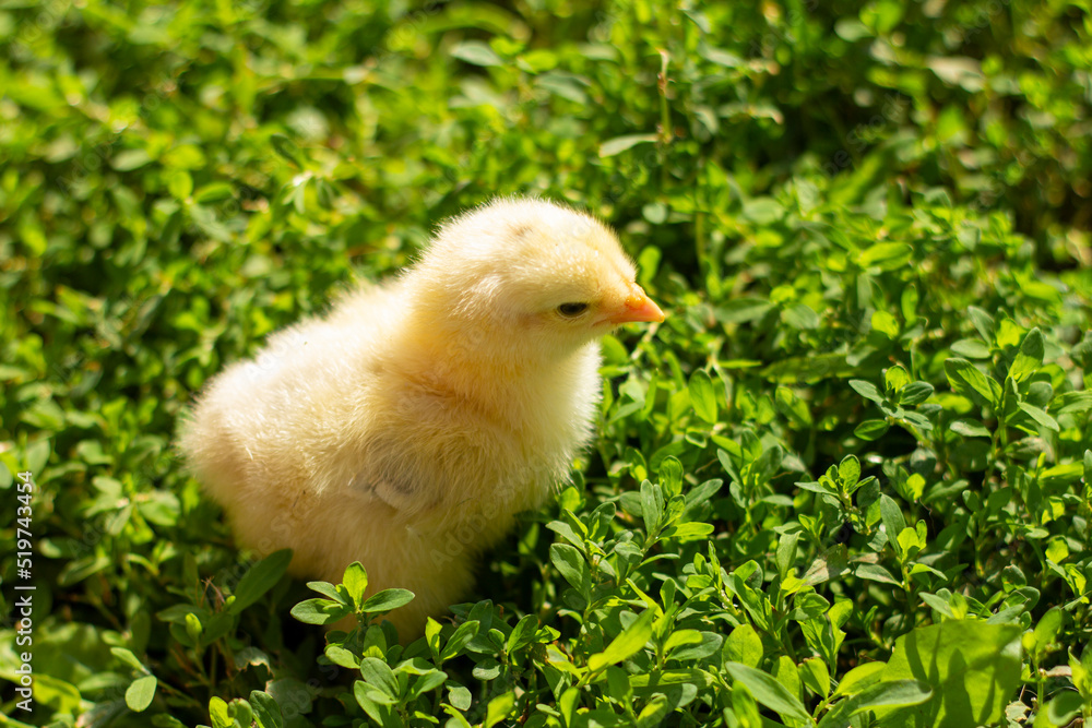 A small fluffy chicken on the green grass.