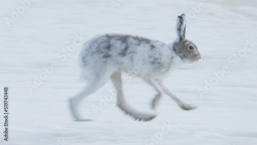 A white mountain hare in winter coat runs on the ice in northern Sweden. Lepus timidus. photo