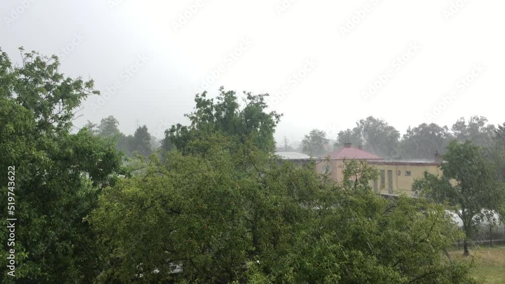 Strong storm with heavy rain falling on fruit trees Strong storm with heavy rain falling on fruit trees