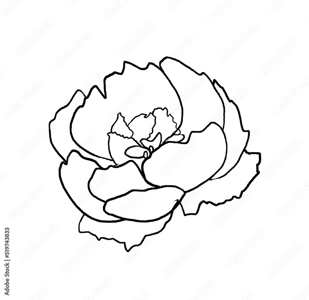Watercolor black outline peony flower illustration element Watercolor black outline peony flower illustration element