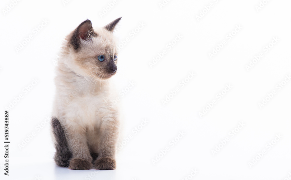A small blue-eyed Thai or Siamese kitten sits on a white background and turned his head to the side