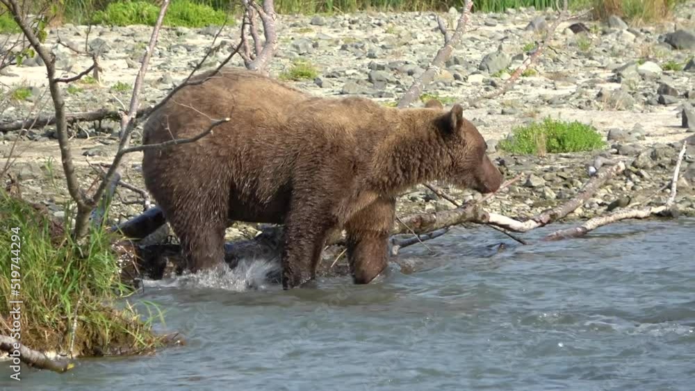 A large sow grizzly brown bear emerges from the brush while searching for salmon along a river in the wilderness of Alaska. A large sow grizzly brown bear emerges from the brush while searching for salmon along a river in the wilderness of Alaska.