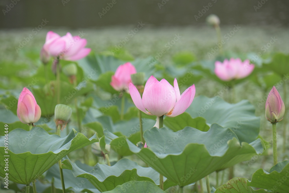 Fototapeta premium 蓮の花