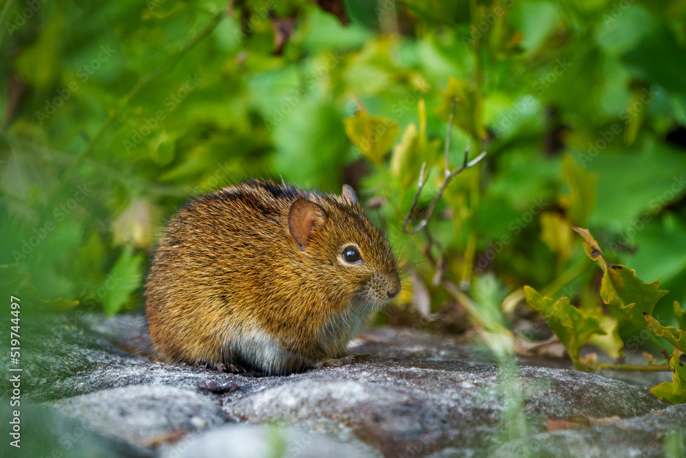 Four-striped mouse (Rhabdomys pumilio). Cape Town, Western Cape. South Africa Four-striped mouse (Rhabdomys pumilio). Cape Town, Western Cape. South Africa