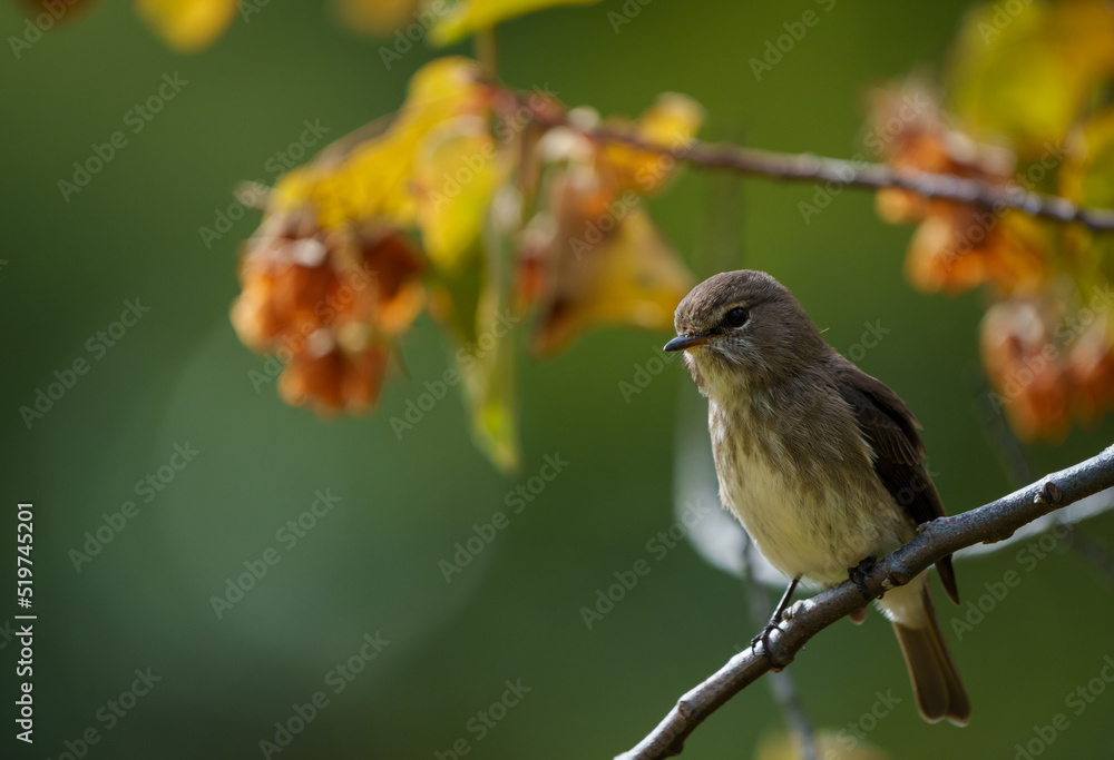 Fototapeta premium African dusky flycatcher (Muscicapa adusta) perchased on a tree branch. Cape Town, Western Cape. South Africa