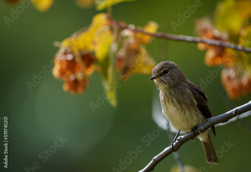 African dusky flycatcher (Muscicapa adusta) perchased on a tree branch. Cape Town, Western Cape. South Africa