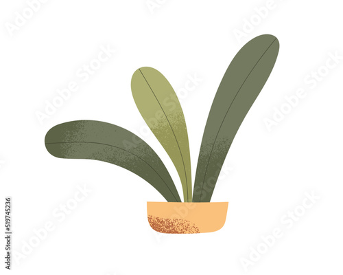 Potted house plant with long leaf. Home room and office interior houseplant growing in planter. Natural green indoor decoration with leaves. Flat vector illustration isolated on white background