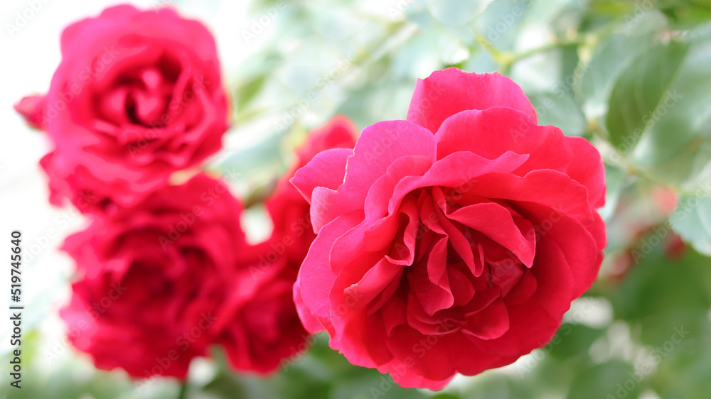 Garden Roses. Lush bush of pink red Rose. Blurred floral background with red flowers roses. Many flowers. Soft focus. Natural Floral summer background. Flower bush. Valentines day. Greeting card. Garden Roses. Lush bush of pink red Rose. Blurred floral background with red flowers roses. Many flowers. Soft focus. Natural Floral summer background. Flower bush. Valentines day. Greeting card.