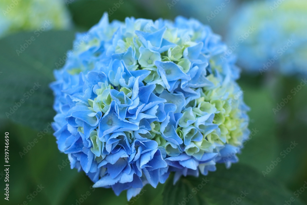 Hortensia. Selective focus on beautiful bush of blooming blue Hydrangea flowers and green leaves. Natural background. Hydrangea flower. Details of blue petals. Hydrangea Macrophylla. Summer flower Hortensia. Selective focus on beautiful bush of blooming blue Hydrangea flowers and green leaves. Natural background. Hydrangea flower. Details of blue petals. Hydrangea Macrophylla. Summer flower