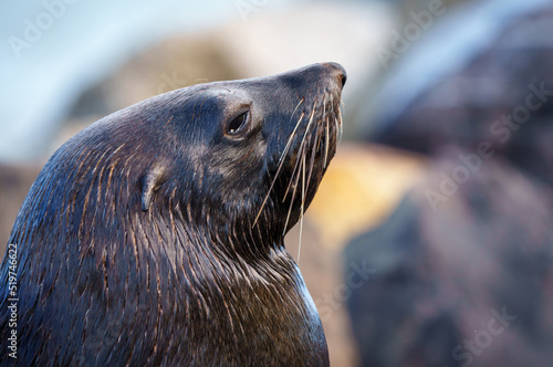  Cape fur seal, South African fur seal, Australian fur seal or brown fur seal (Arctocephalus pusillus). Hout Bay, Cape Town. Western Cape. South Africa.