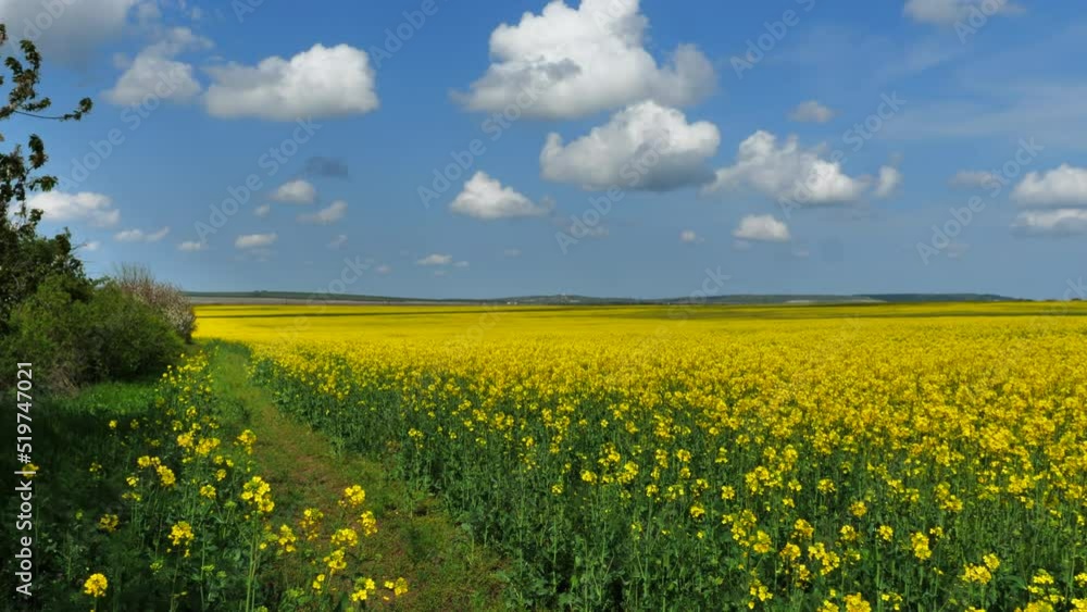 field of yellow flowers, buckwheat blossoms in Ukraine area field of yellow flowers, buckwheat blossoms in Ukraine area