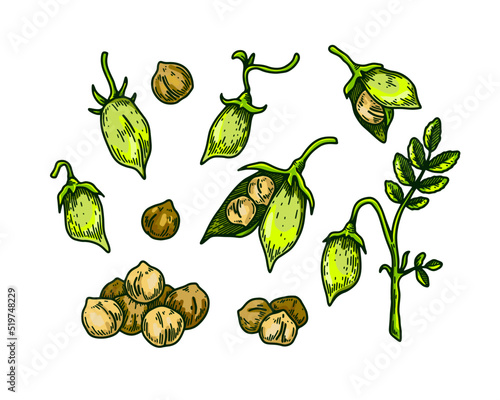 Set of chickpeas design elements. Hand drawn colorful botany collection. Vector illustration in sketch stile