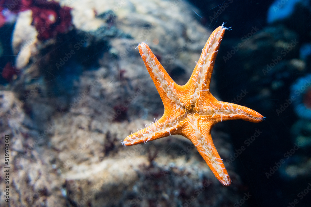 Amazing starfish close up in a coral reef aquarium tank Amazing starfish close up in a coral reef aquarium tank