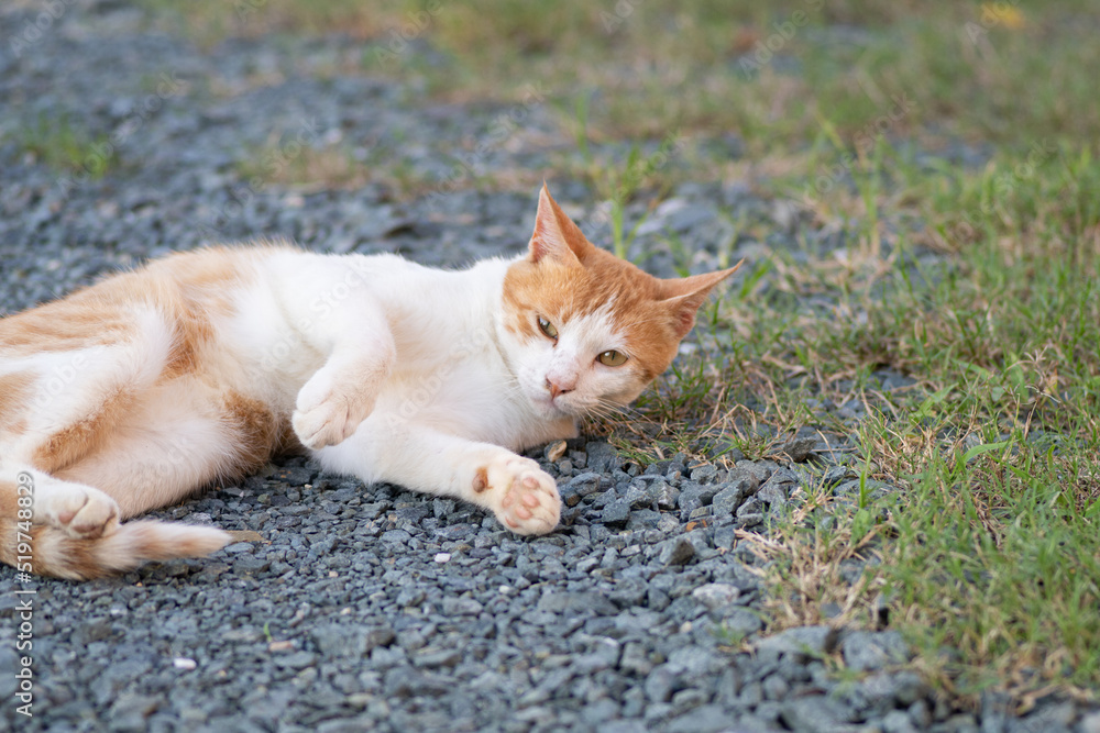 Obraz premium 寝ころがる猫 茶トラ白