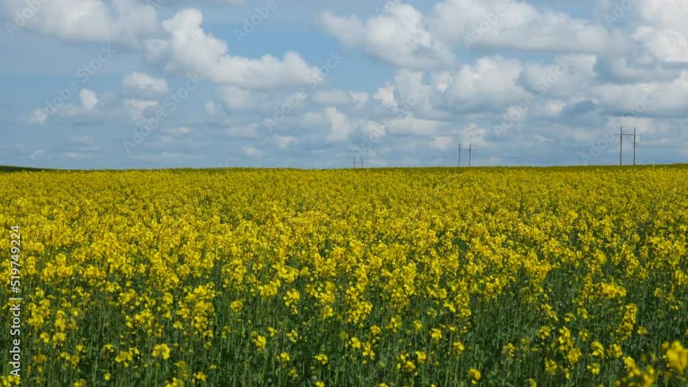 field of yellow flowers, buckwheat blossoms in Ukraine area field of yellow flowers, buckwheat blossoms in Ukraine area