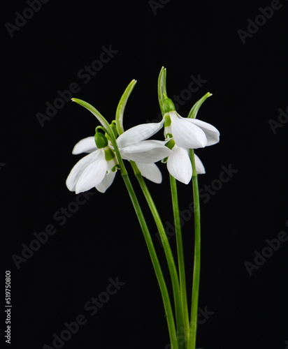 Bouquet of snowdrops, isolated on black