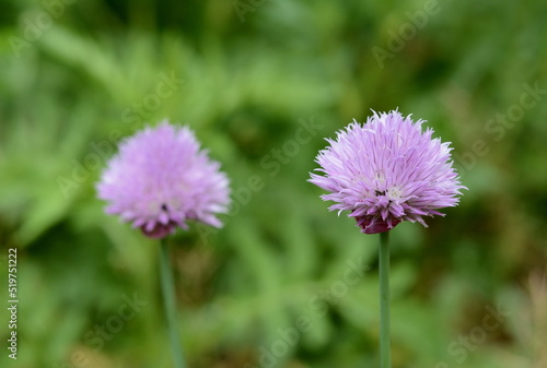 Chives or Allium Schoenoprasum in bloom with purple violet flowers and green stems. Chives is an edible herb for use in the kitchen. 