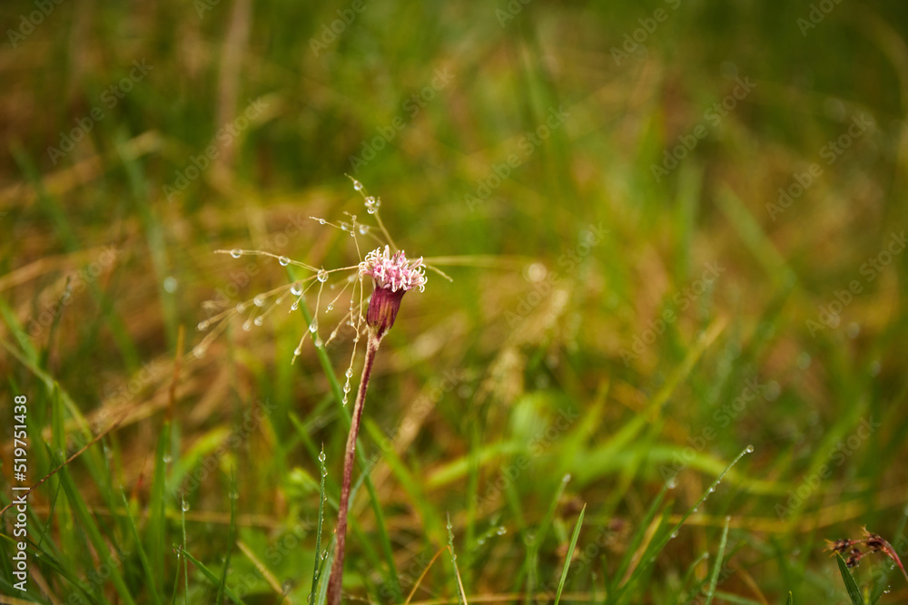 Fresh green grass with dew drops and flower on meadow closeup. Rainy day. Summer in Carpathian Mountains. Ukraine