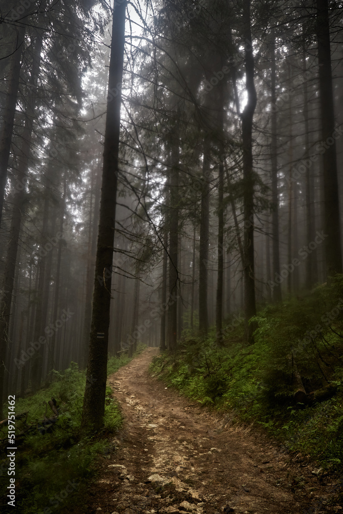 Naklejka premium Trail in old foggy forest. Rainy day. Summer in Carpathian Mountains. Ukraine