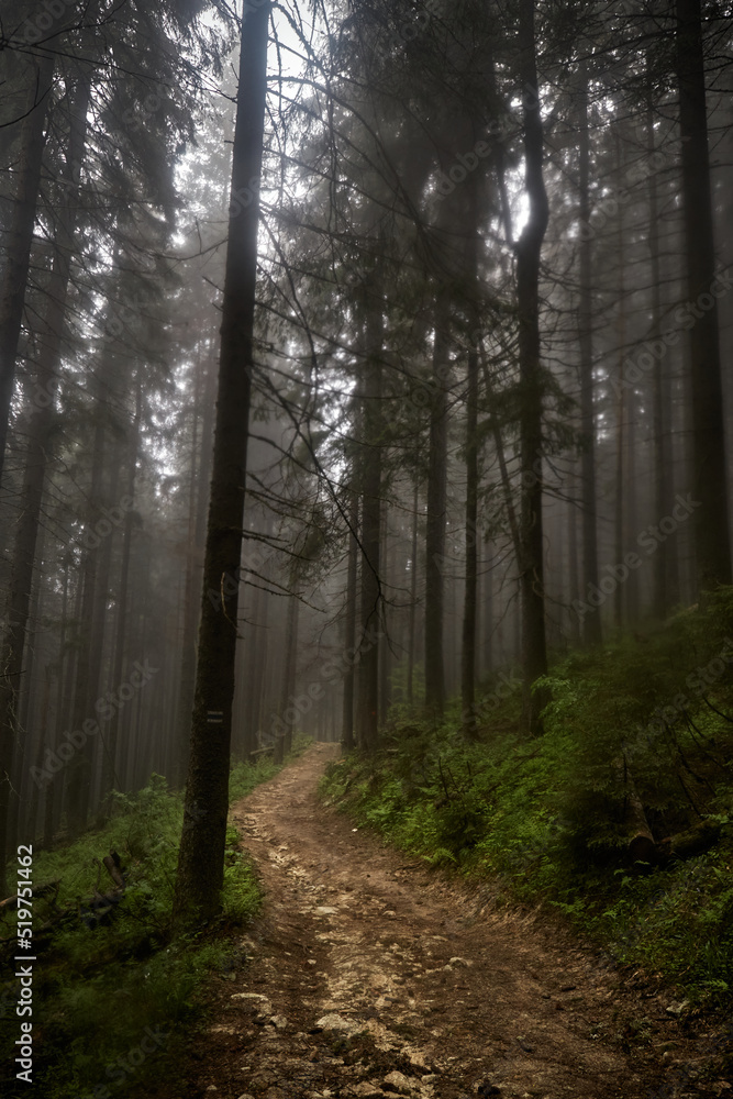 Trail in old foggy forest. Rainy day. Summer in Carpathian Mountains. Ukraine