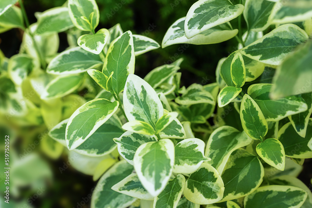 beautiful background of green leaves for cosmetics, medicine, formacology beautiful background of green leaves for cosmetics, medicine, formacology