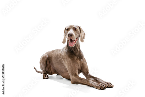 Konstfotografi Portrait of charming silver color Weimaraner dog posing isolated over white background
