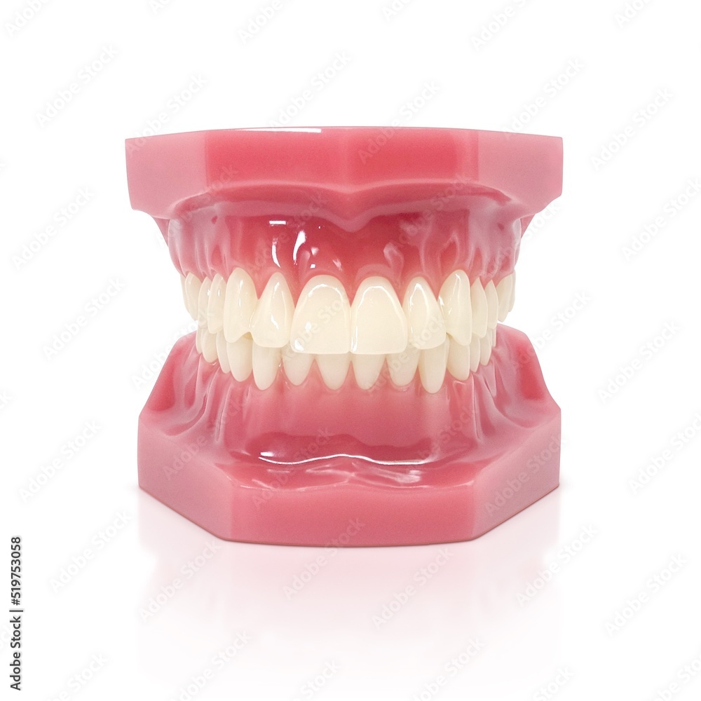 Obraz premium 歯形模型 歯列模型 イラスト リアル 