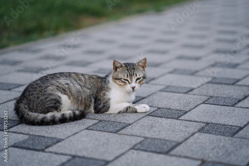Green-eyed stray cat. Fluffy undomestic feline. Homeless animal on pavement photo