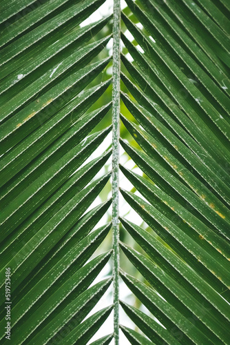 Close up of green palm leaf texture. Minimal summer conceptual background. Selective focus. © rorygezfresh