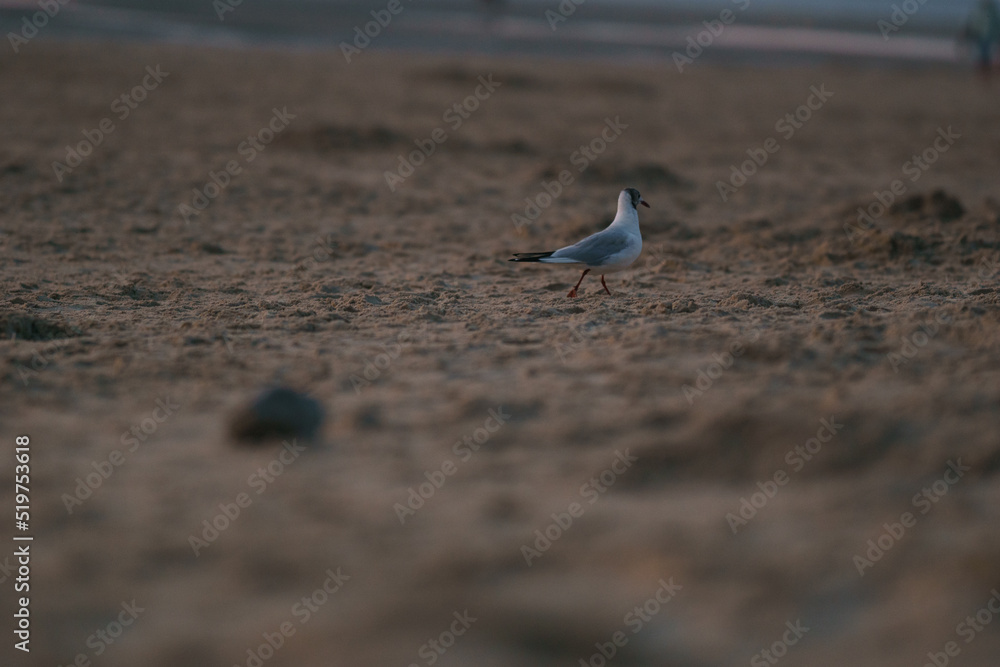 Fototapeta premium Single seagull bird walking in front of the north sea on the beach during sunset