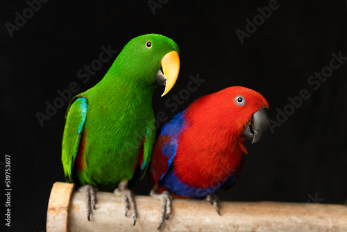 shallow depth of field photo of captive bred pet sexually dimorphic Eclectus roratus parrots sitting on a branch, one is male green eclectus parrot the other is a female red and blue eclectus parrot photo