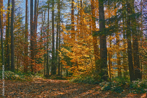 Colorful fusion.Gold of autumn in a transparent peaceful sirenity quiet forest photo