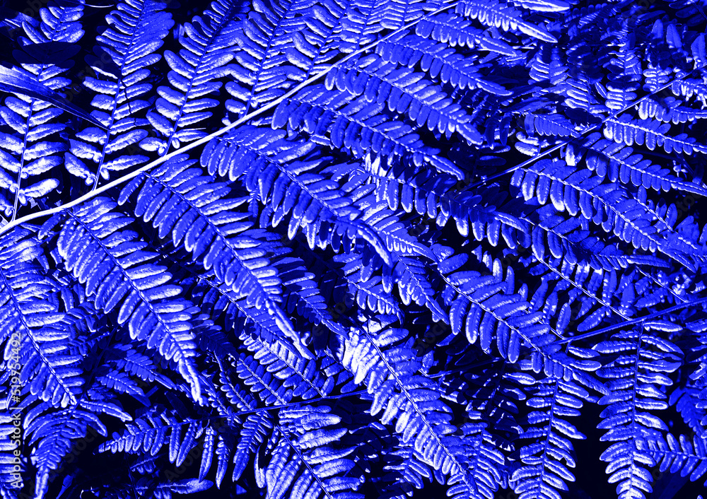 Beautiful blue fern close up. Floral texture and background, pattern. Glowing blue fern foliage. Creative image. textured leaves.